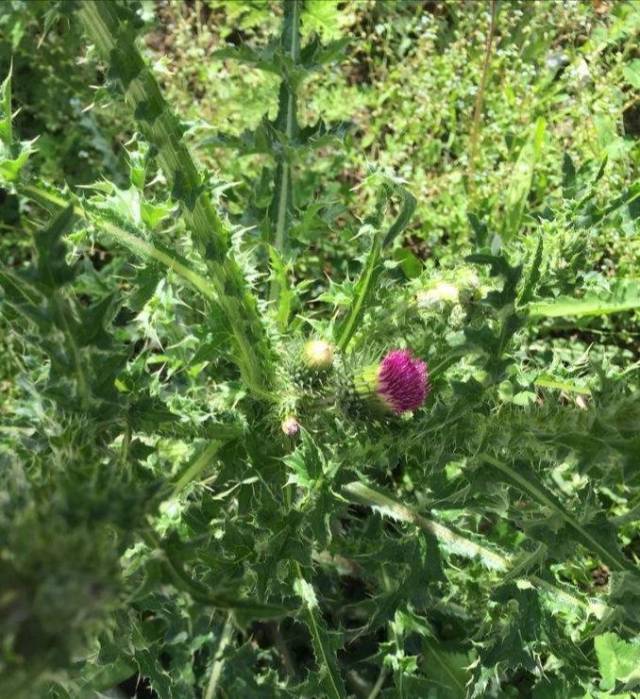 老牛锉——田野间的神菜