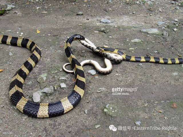 【东邪图鉴】亚洲陆生蛇类--bungarus 环蛇属