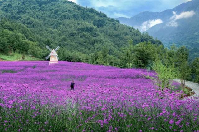 100余亩柳叶马鞭草, 迎风绽放, 成为园区一道别样风景, 大片的柳叶