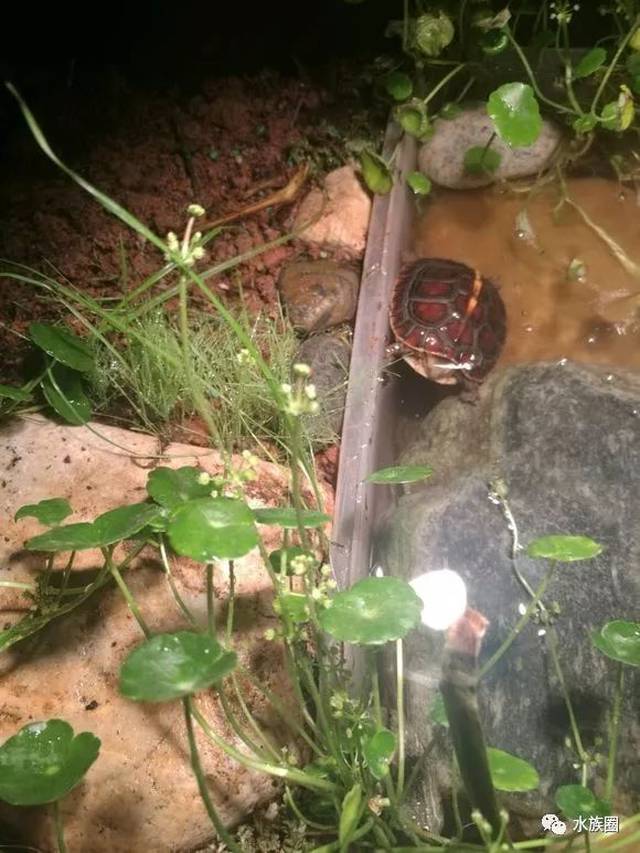 龟缸造景环境你是怎么玩的?