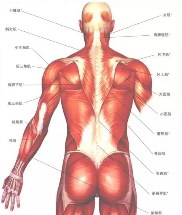 肌肉是由最基本的肌肉纤维构成,而力量训练就是将所锻炼部位的肌肉