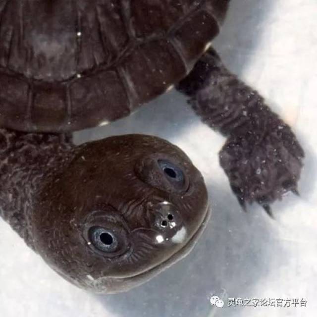 雷曼长颈龟 鳞背长颈龟 脖子最短的蛇颈龟