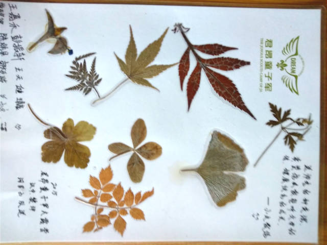 植物标本:留住永恒的美丽,这样做就可以图片