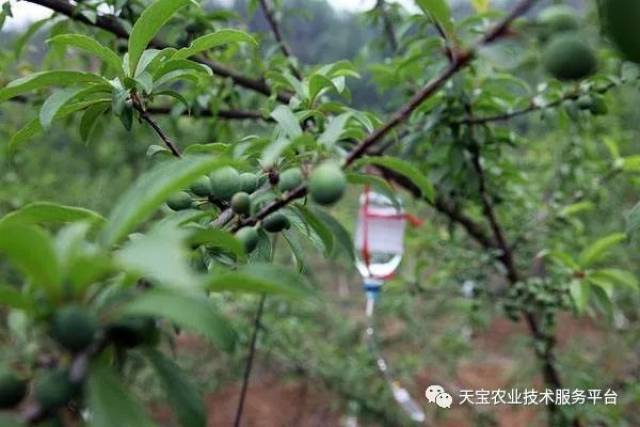果树挂袋打点滴!你可能弄错了!