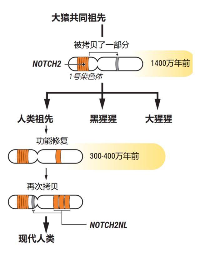 在人类大脑变大之前,有一个基因翻了两倍
