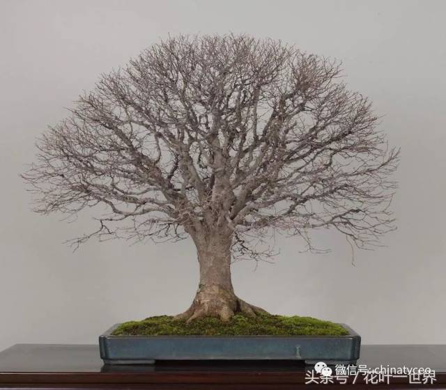 盆景欣赏:造型千姿百态的盆景,真的太美了,尤其图五,极具个性!