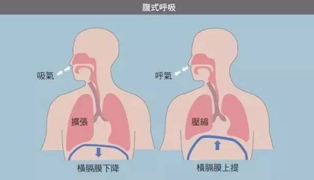 所谓的腹式呼吸,就是利于腹部横膈肌上升和下降,完成类似活塞抽拉的