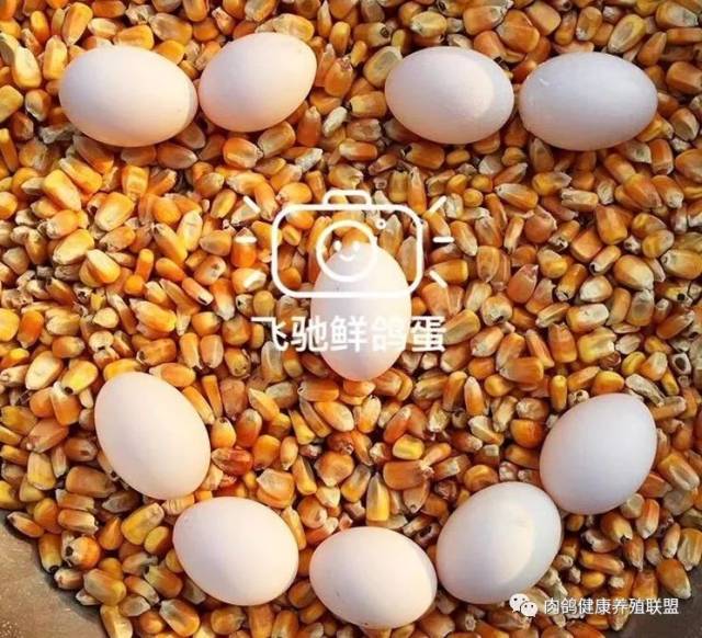 一枚蜗牛蛋5元,凭?鸽子嗽叭多少HZ好图片