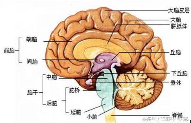 科学研究发现人类记忆系统除了大脑之外还存在第二个!
