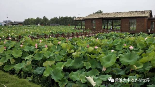 黄淮大丰收乡村世界,荷花盛开,争芬斗艳,喜迎四方来宾