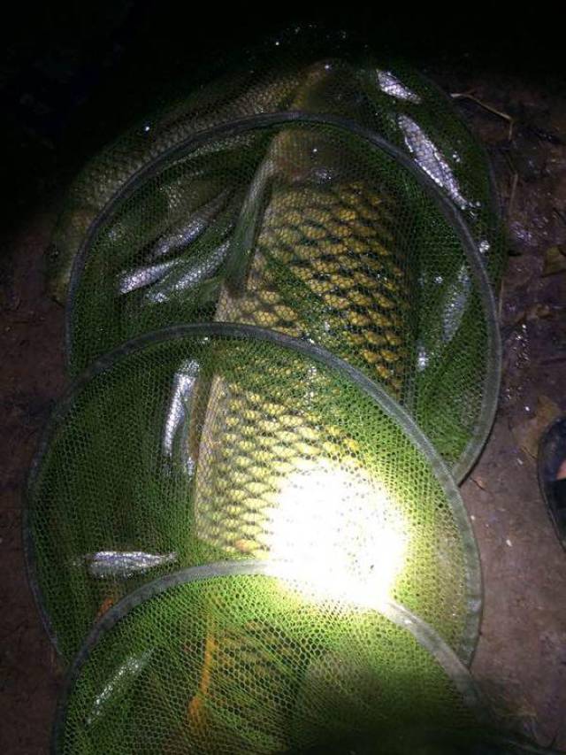 鲲牌自己做老坛玉米打窝钓的全是鲤鱼,效果完