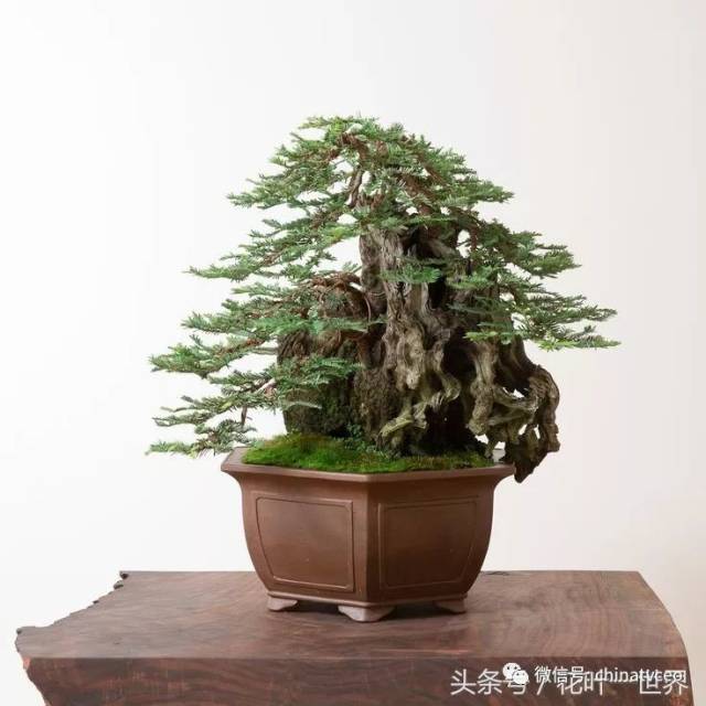 何当凌云霄 直上数千尺 一组松树盆景作品欣赏!