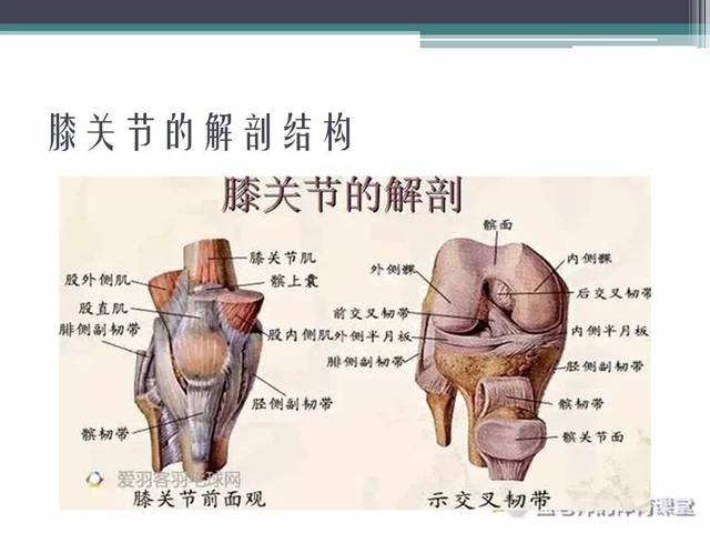 《运动损伤预防与处理》第六章 膝关节损伤与康复