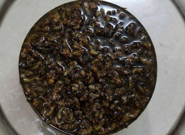马蜂泡酒的功效绝对让你意想不到