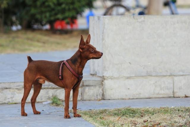 小型犬的品种及图片?什么狗最干净最好养?