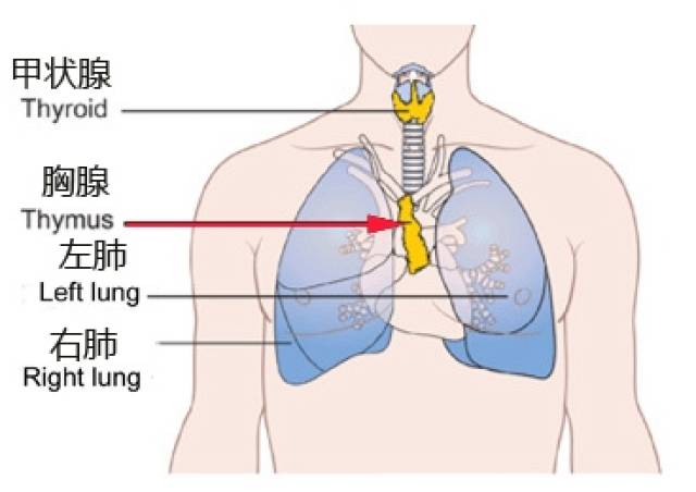 胸腺增生一定要手术吗 胸腺增生手术危险吗