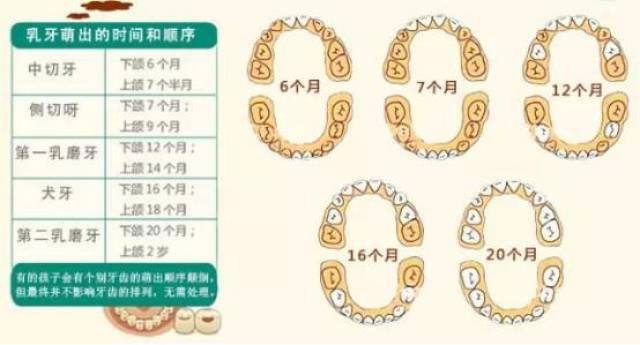 宝宝正确出牙时间和出牙顺序大图详解!