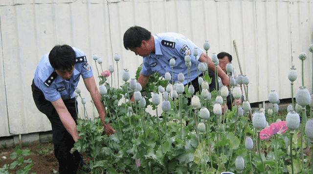 在很多农村,农民都有种植罂粟花的习惯,不少农民也心知肚明这是不