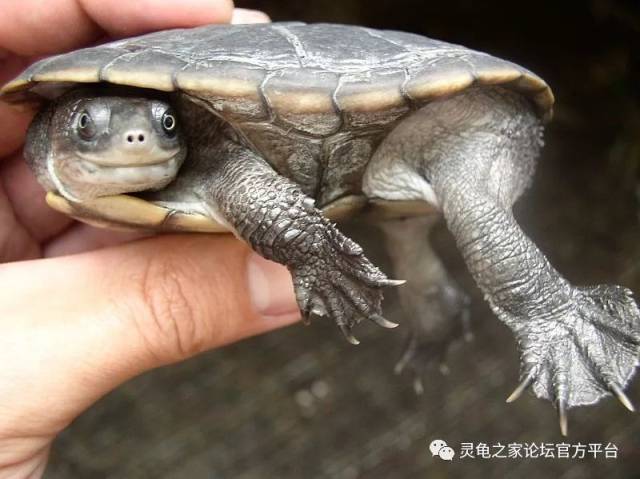 雷曼长颈龟 鳞背长颈龟 脖子最短的蛇颈龟