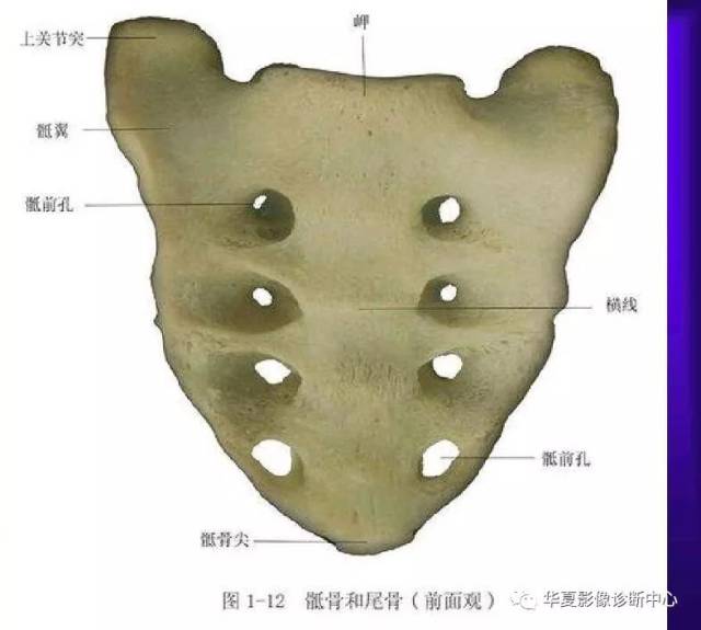 骨科医生必备—超实用的骨解剖图