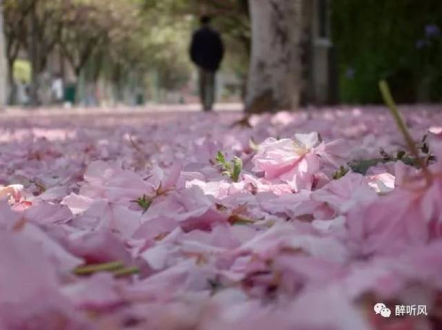 【风中絮语】爱雨菲 | 落花风雨更伤春 ,不如怜取眼前