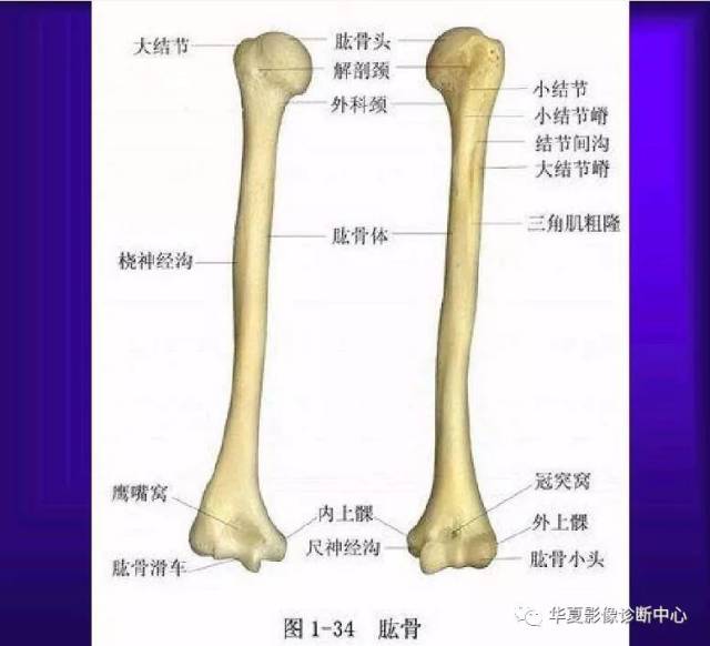 骨科医生必备—超实用的骨解剖图