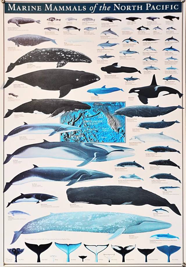 在维多利亚鲸鱼公司的大厅里,看到这张"北太平洋海洋哺乳动物图鉴"时