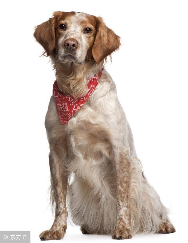 如何给狗狗做狗粮自己在家做 96e059ce1878474fb59be98a1911a4a3.jpeg