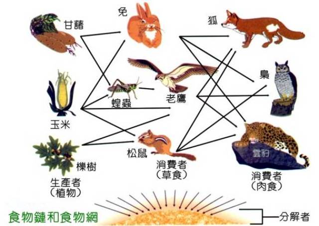 生物学上的消费者是什么意思