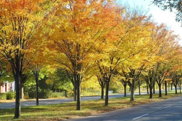 秋季变色后的榉树(                                      罗汉松—