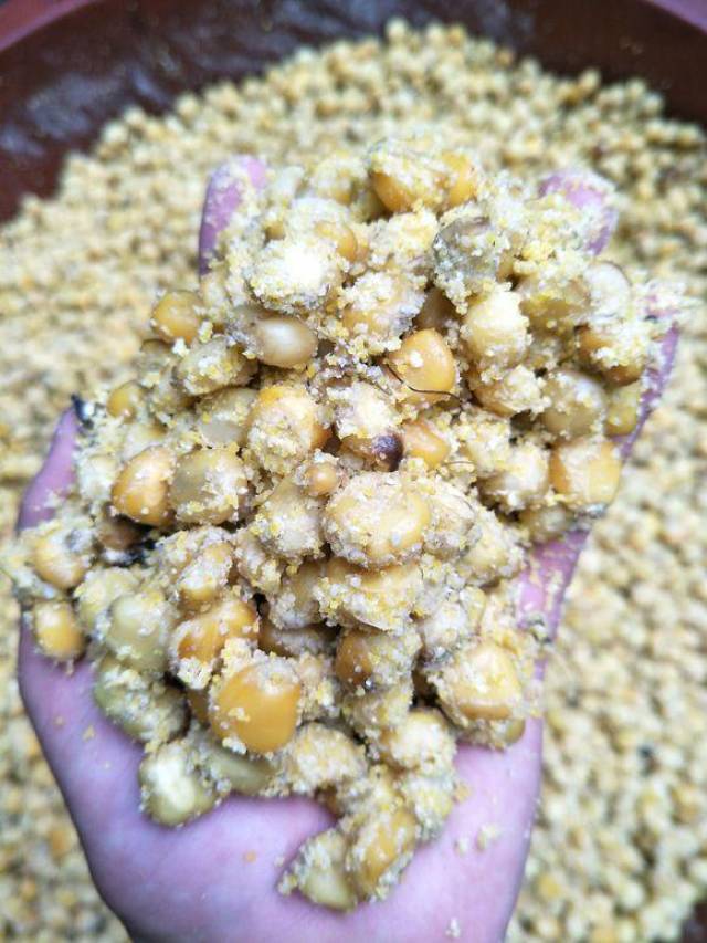 鲲牌自己做老坛玉米打窝钓的全是鲤鱼,效果完
