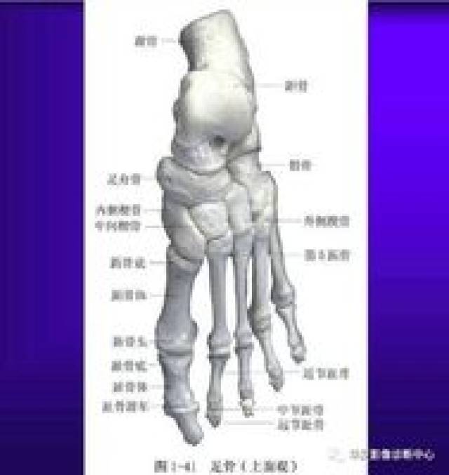 骨科医生必备—超实用的骨解剖图