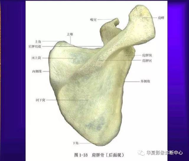 骨科医生必备—超实用的骨解剖图