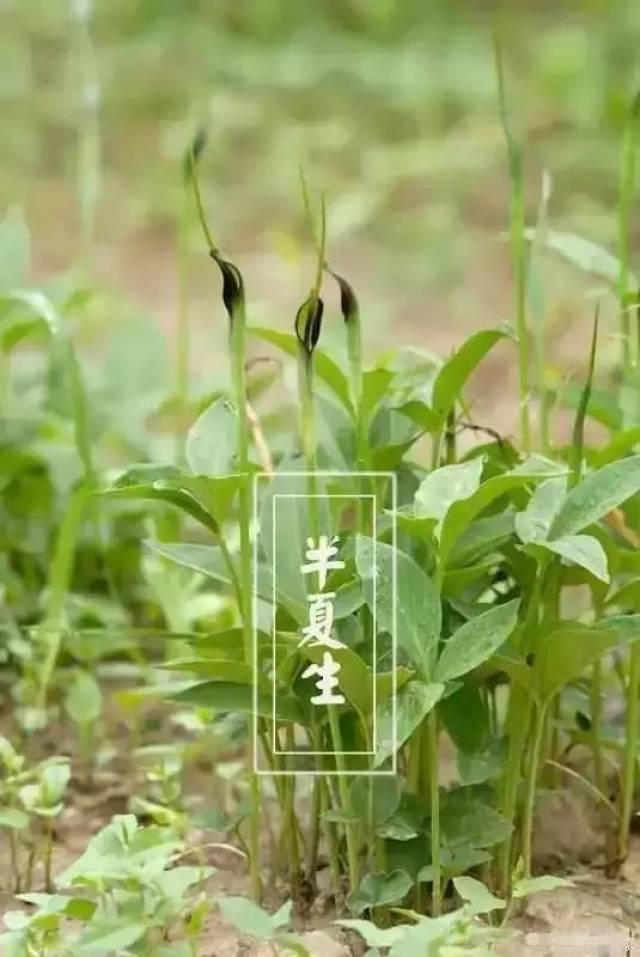 半夏生