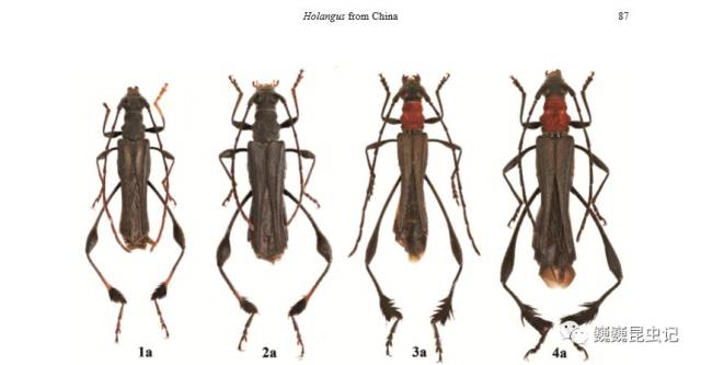 【虫研捷报】中国毛胫天牛属的分类学研究新进