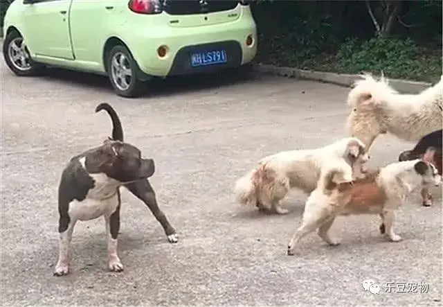 一群狗浩浩荡荡准备教训一只狗狗,下一秒群狗老大惨叫
