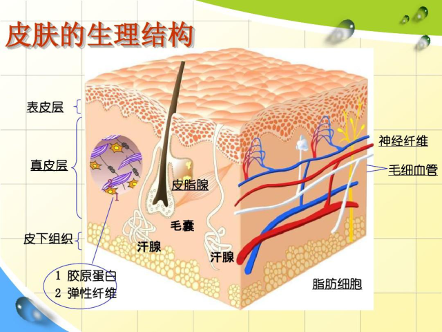duy 护肤知识: 肌肤水油平衡的奥秘 皮肤分为三层:表皮层,真皮层和皮