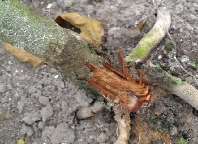 高温多雨,谨防百香果毁灭性病害——茎基腐病