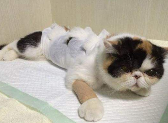 有猫打绝育针的朋友么，母猫打绝育针行?