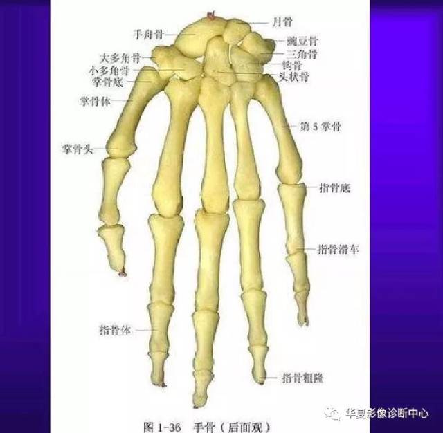 骨科医生必备—超实用的骨解剖图