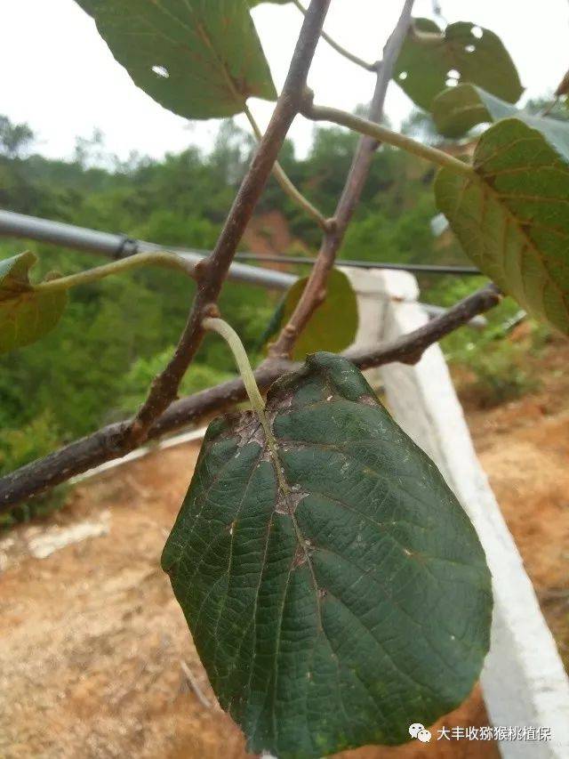 发病规律 猕猴桃白粉病属于真菌性病害,病原菌为阔叶猕猴桃白粉菌和子