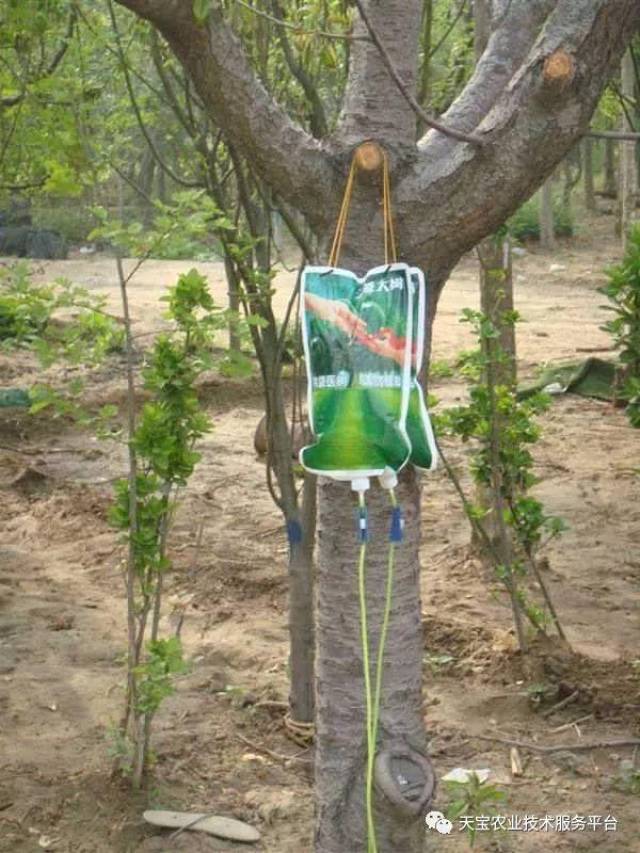 果树挂袋打点滴,你可能弄错了!吊袋正确的更换方式