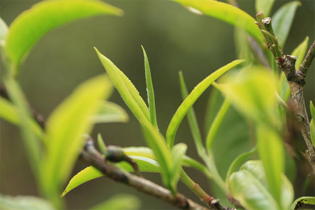 八角亭·班章金叶,品味茶树深山里最为低调的