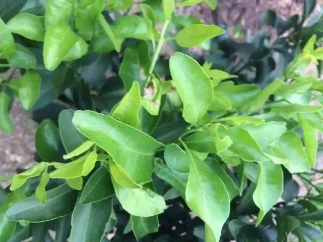 缺铜症pk铜中毒 柑橘是需铜,但少不得,也多不得_手机搜狐网