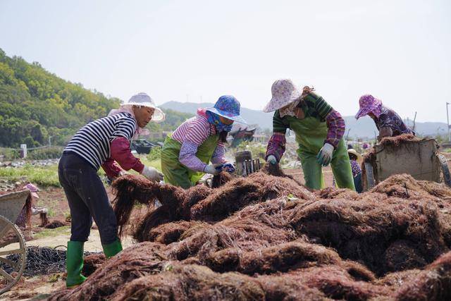 别样的海草舞:南澳岛渔村妇女烈日下劳作,只为5元一斤的龙须菜