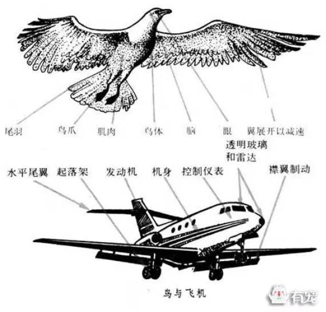 飞机身上的动物影子——飞行器中的仿生学