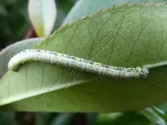 【养护管理】夏季园林植保与养护需要注意些啥?