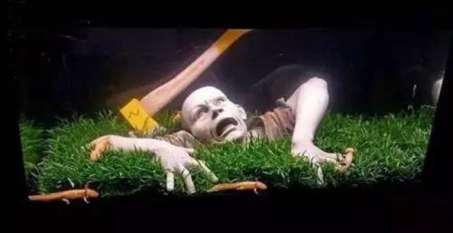 另类鱼缸,看到最后一个我都吓尿了!