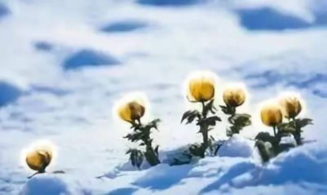 《昆仑文学》地球村同题《雪莲花》