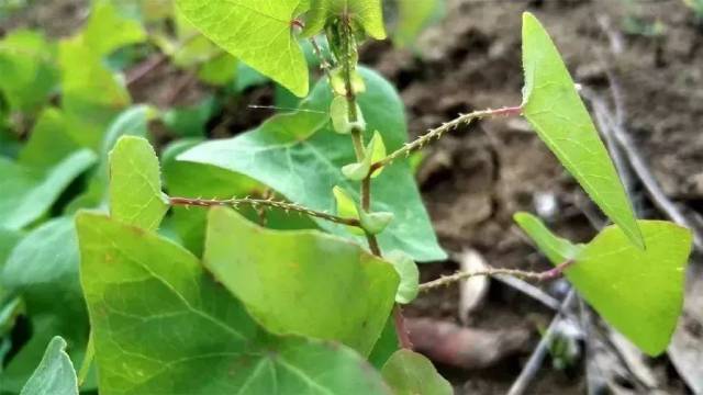 这种草学名叫"杠板归",也被称为"蛇倒退",意思是蛇不敢靠近,甚至能把